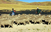 On Peru's Altiplano