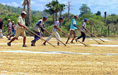 Drying coffee in East Timor 