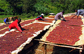 Natural coffee in Ethiopia