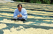 Inspecting crop in Costa Rica
