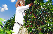 Harvesting in Colombia