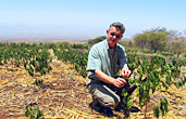 New hybrids in Tanzania